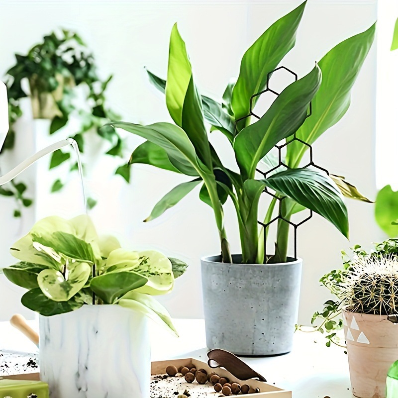 1 unidad de soporte para plant - Vine Climbing Plastic reseña y precio