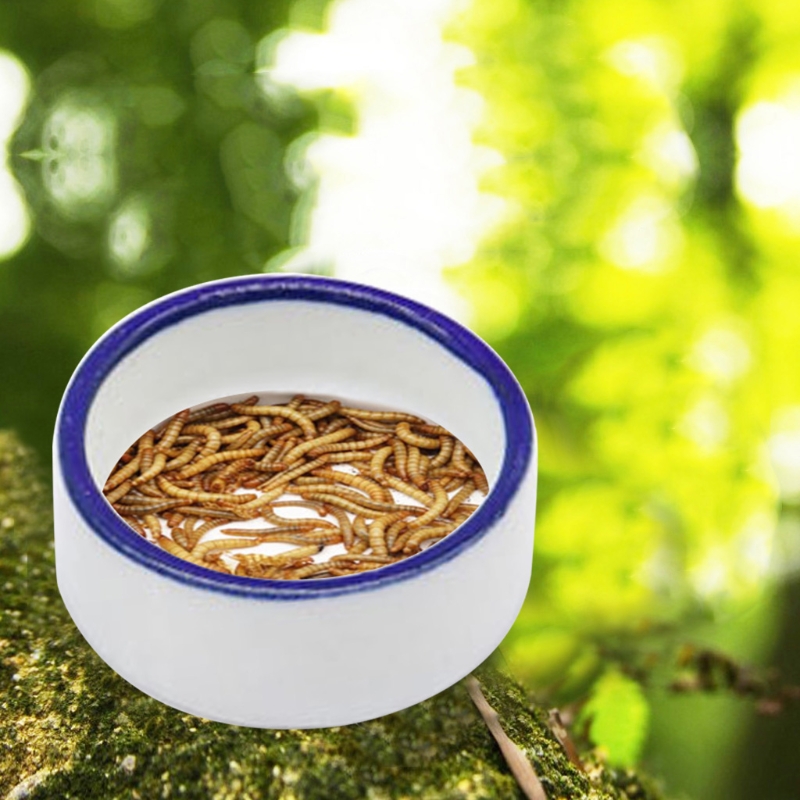 Cuenco para reptiles, plato de - Water Dish Reptile reseña y precio